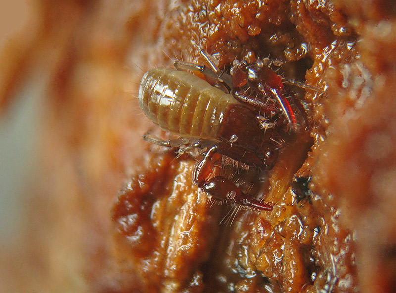 Neobisiidae (Pseudoscorpiones)